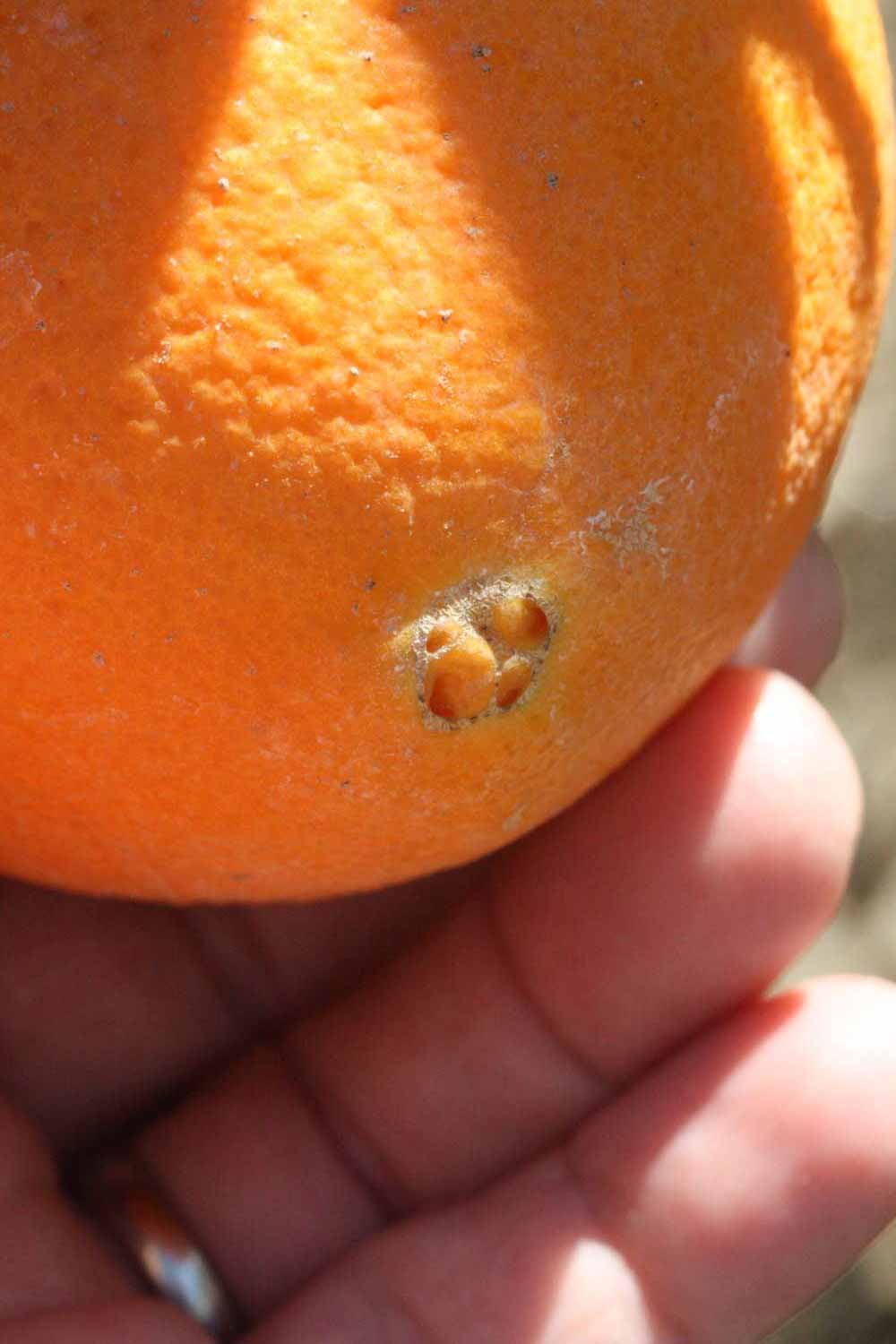              Fruit (Riverside, CA)       